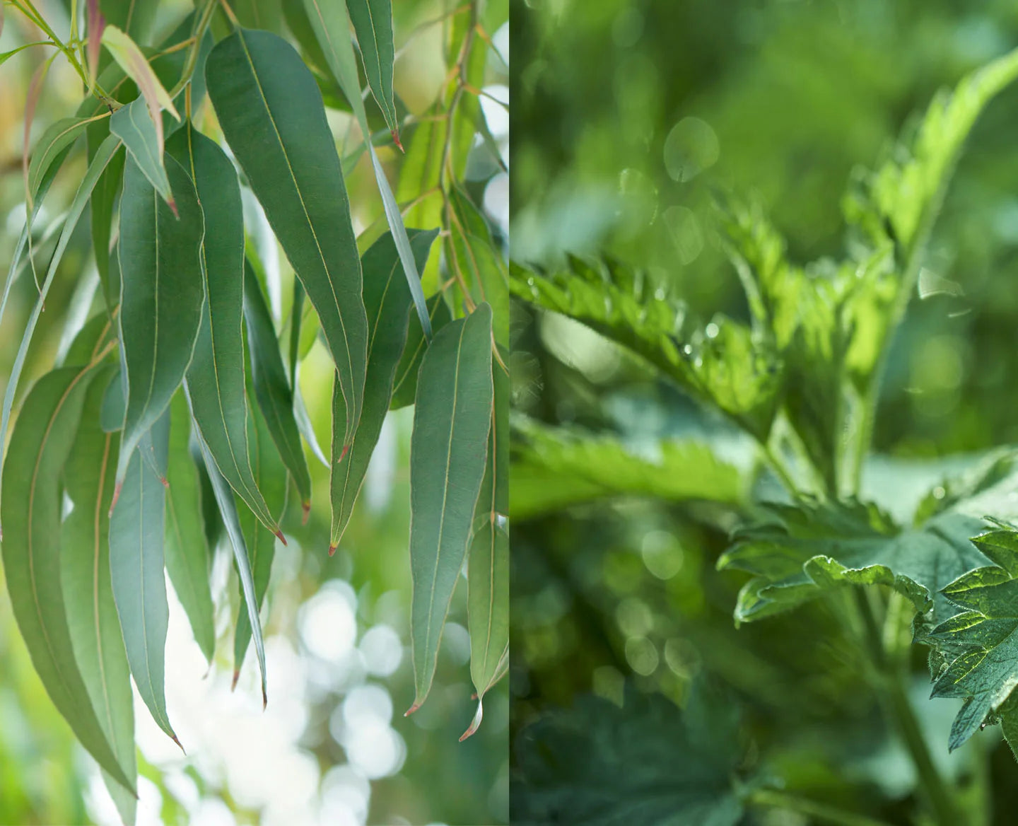 Sérum concentré apaisant