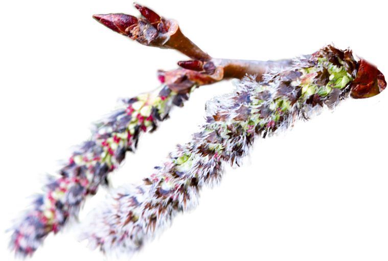 bougeon et fleur de tremble