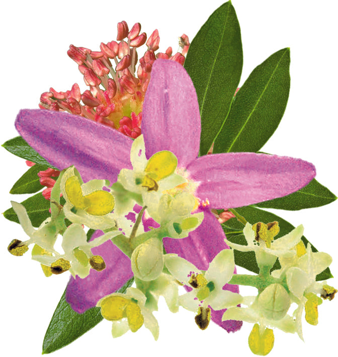 fleurs inclues dans le complexe ressourcement - remède d'essence de fleurs
