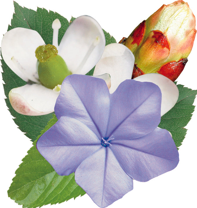 fleurs inclues dans le complexe harmonie et plénitude - remède d'essence de fleurs