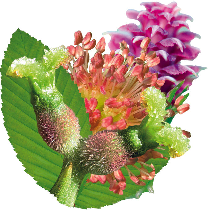 fleurs inclues dans le complexe persévérance - remède d'essence de fleurs