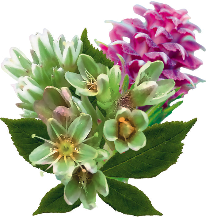 fleurs inclues dans le complexe examens et études - remède d'essence de fleurs avec son emballage