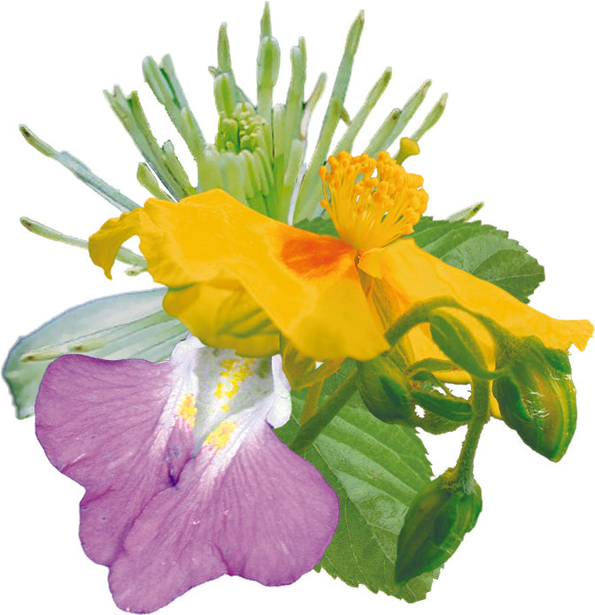 fleurs inclues dans le complexe voyageurs - remède d'essence de fleurs