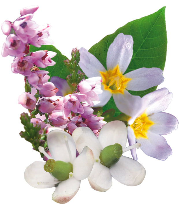 fleurs inclues dans le complexe communication - remède d'essence de fleurs