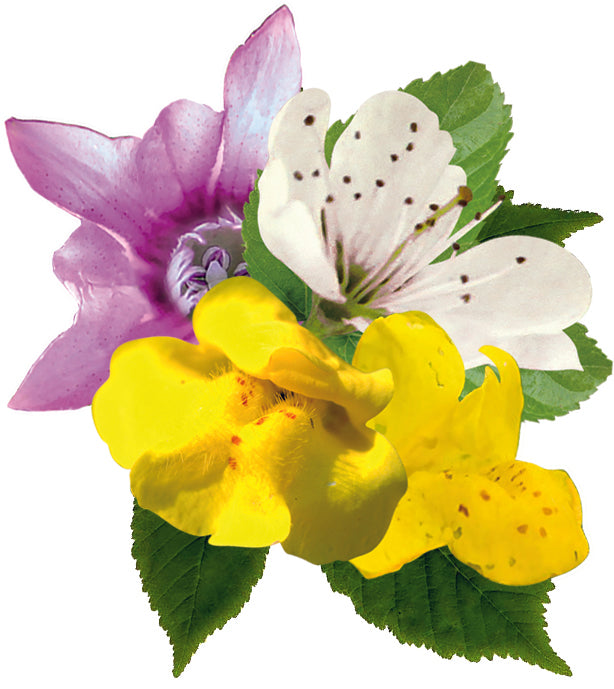 fleurs inclues dans le complexe confiance - remède d'essence de fleurs