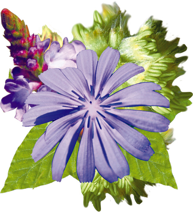 fleurs inclues dans le complexe esprit ouvert - remède d'essence de fleurs