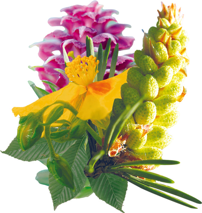 fleurs inclues dans le complexe zen - remède d'essence de fleurs