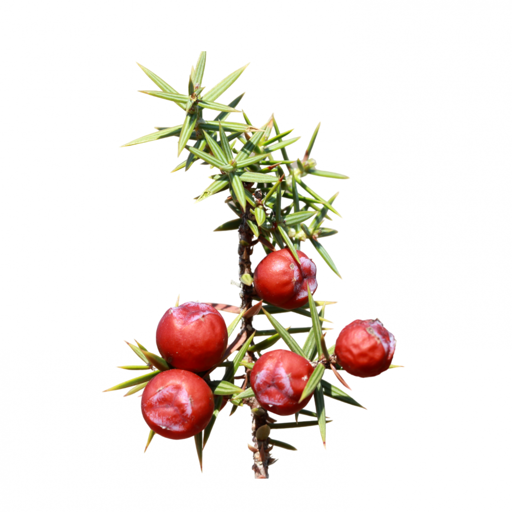 fruits de cade sur la branche