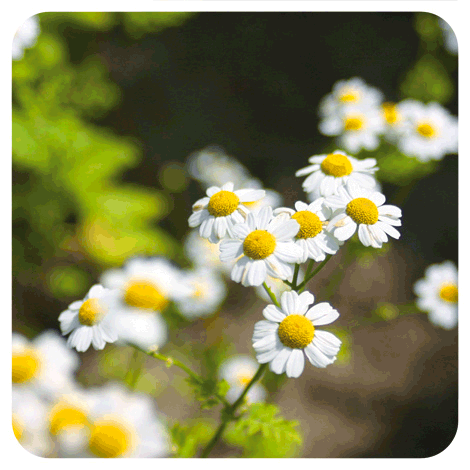 photo de camomille noble