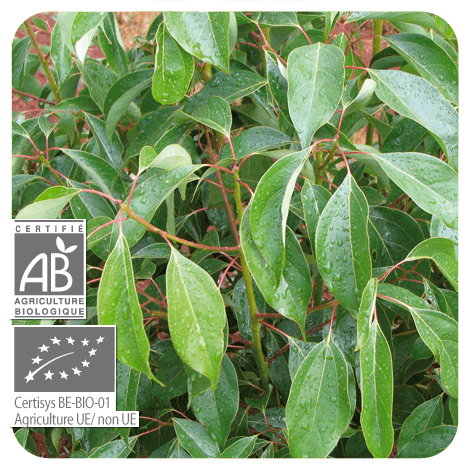 photo d'un cannellier