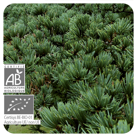 branches de cèdre de l'Atlas