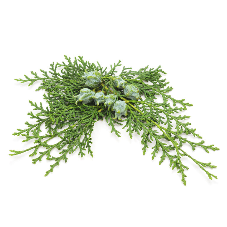 branche de cèdre de Virginie et ses fruits