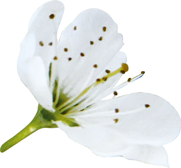 fleur de prunus