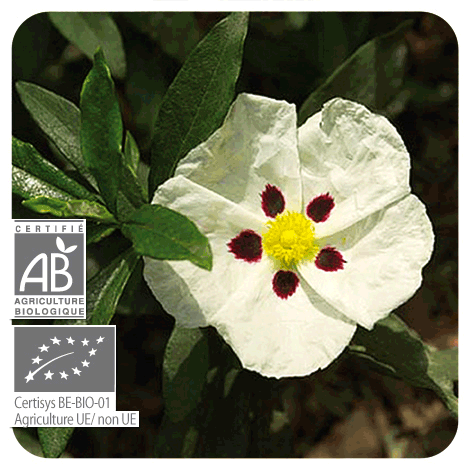 fleur et plante de ciste