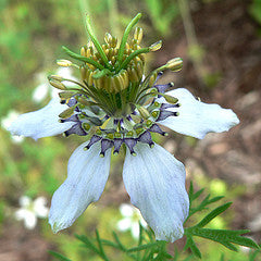 fleur de cumin noir (nigelle)
