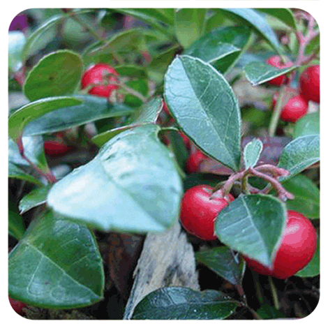 plant de Gaulthérie couchée - BIO avec ses fruits