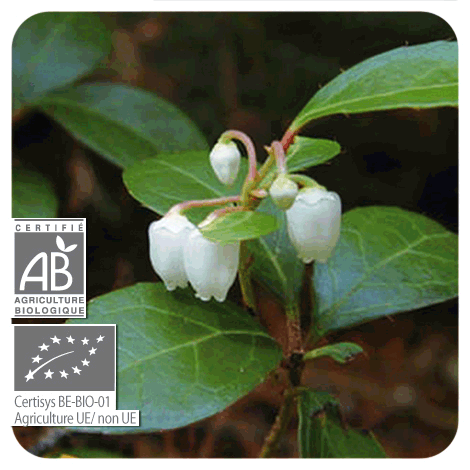 plant Gaulthérie odorante - BIO avec ses fleurs