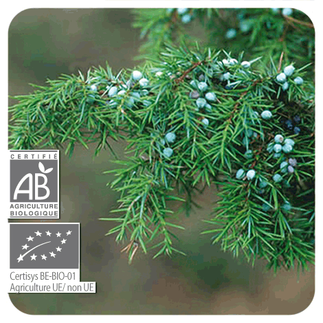 branche Genévrier - BIO avec ses fruits