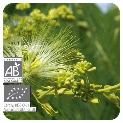 plant de Giroflier (clou de girofle) - BIO en fleur