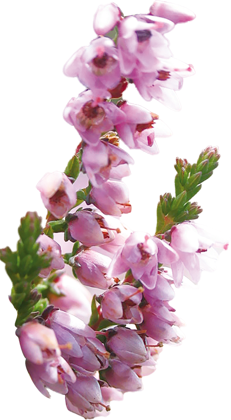 fleurs de bruyère