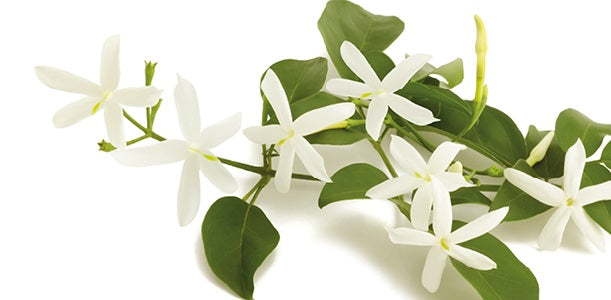 gros plan sur la branche de jasmin et fleurs