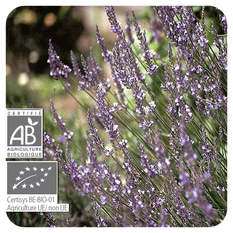 Lavandin super - BIO - Huile essentielle