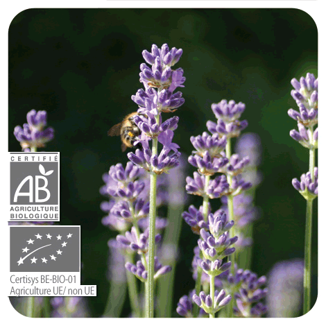 plant de Lavande aspic - BIO avec fleurs