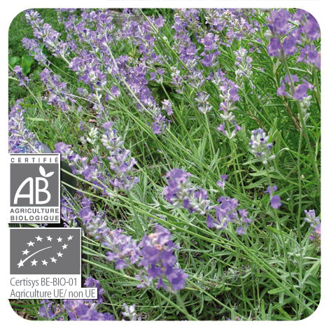 plant de Lavande vraie - BIO avec fleurs
