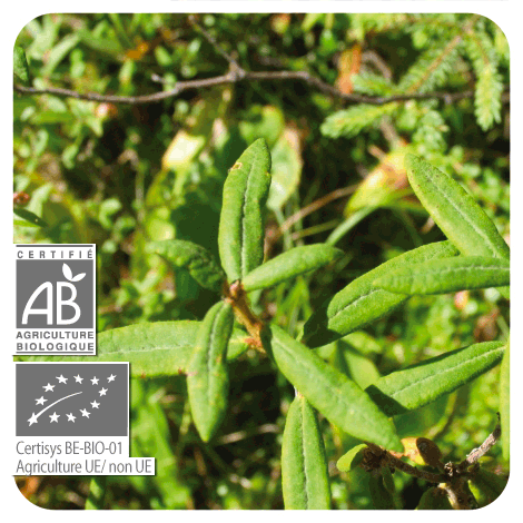 plant de Lédon du Groenland - BIO