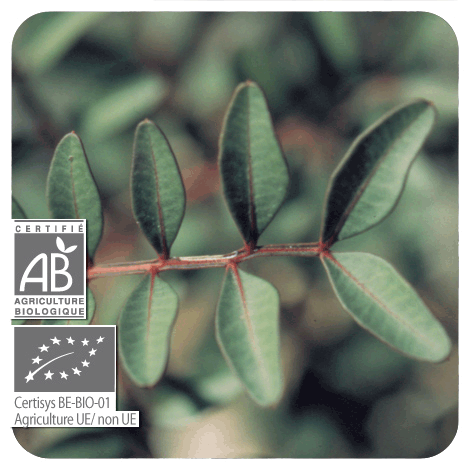 plant de Lentisque pistachier - BIO