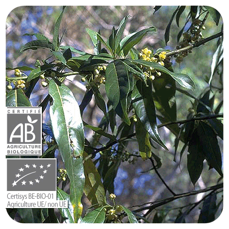 plant de Litsée citronnée - BIO avec fleurs