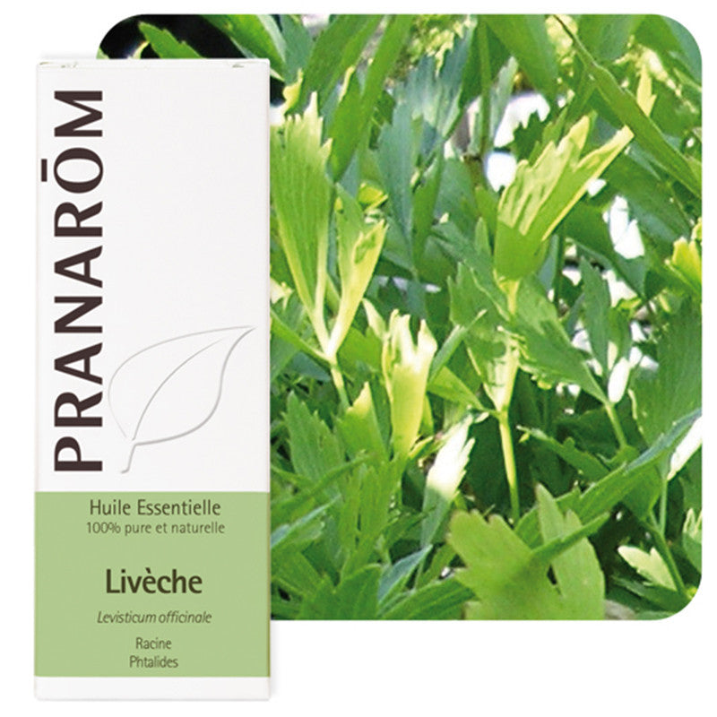 emballage de la bouteille d'huile essentielle Livèche et feuilles