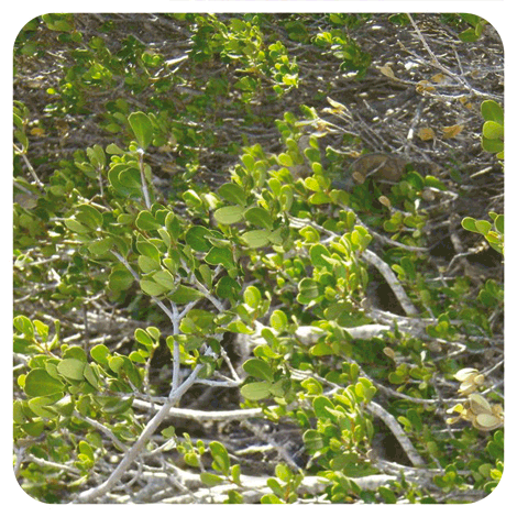 plant Mandravasarotra (Saro) - BIO