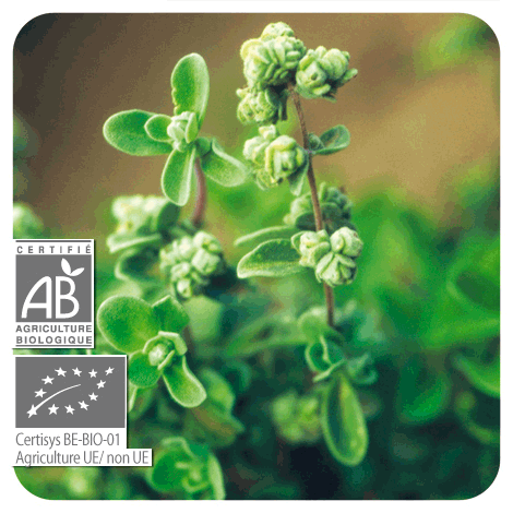 plant de Marjolaine à coquilles - BIO