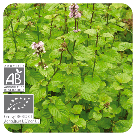 plant de bouteille d'huile essentielle Menthe des champs et fleurs