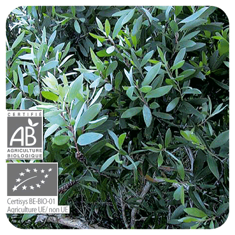 plant de Niaouli - BIO en feuilles