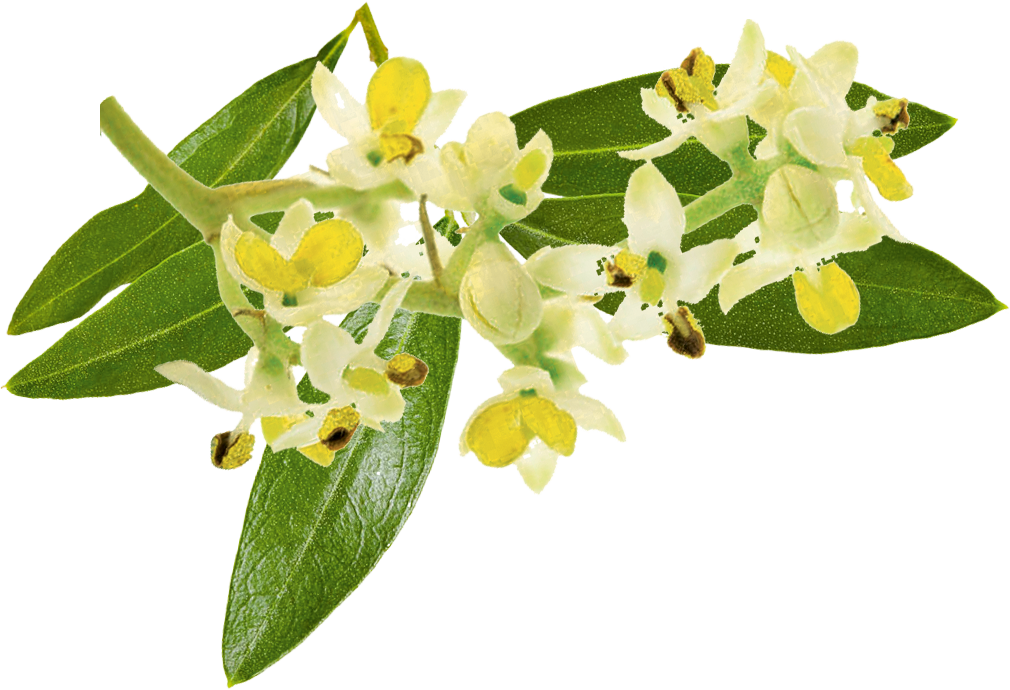 fleurs d'olivier
