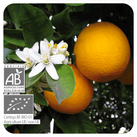 plant d'Orange douce - BIO avec fleurs et fruits