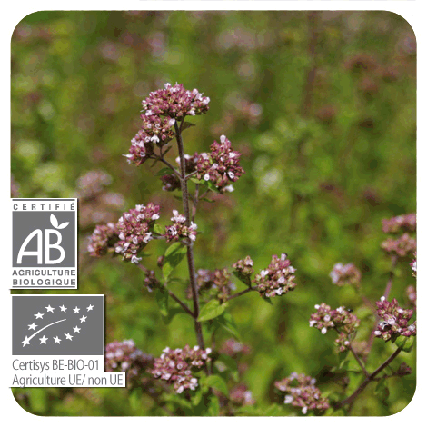 plant Origan (à inflorescences compactes) - BIO en fleurs