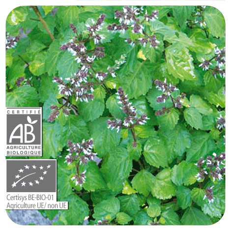 plant de patchouli en fleurs