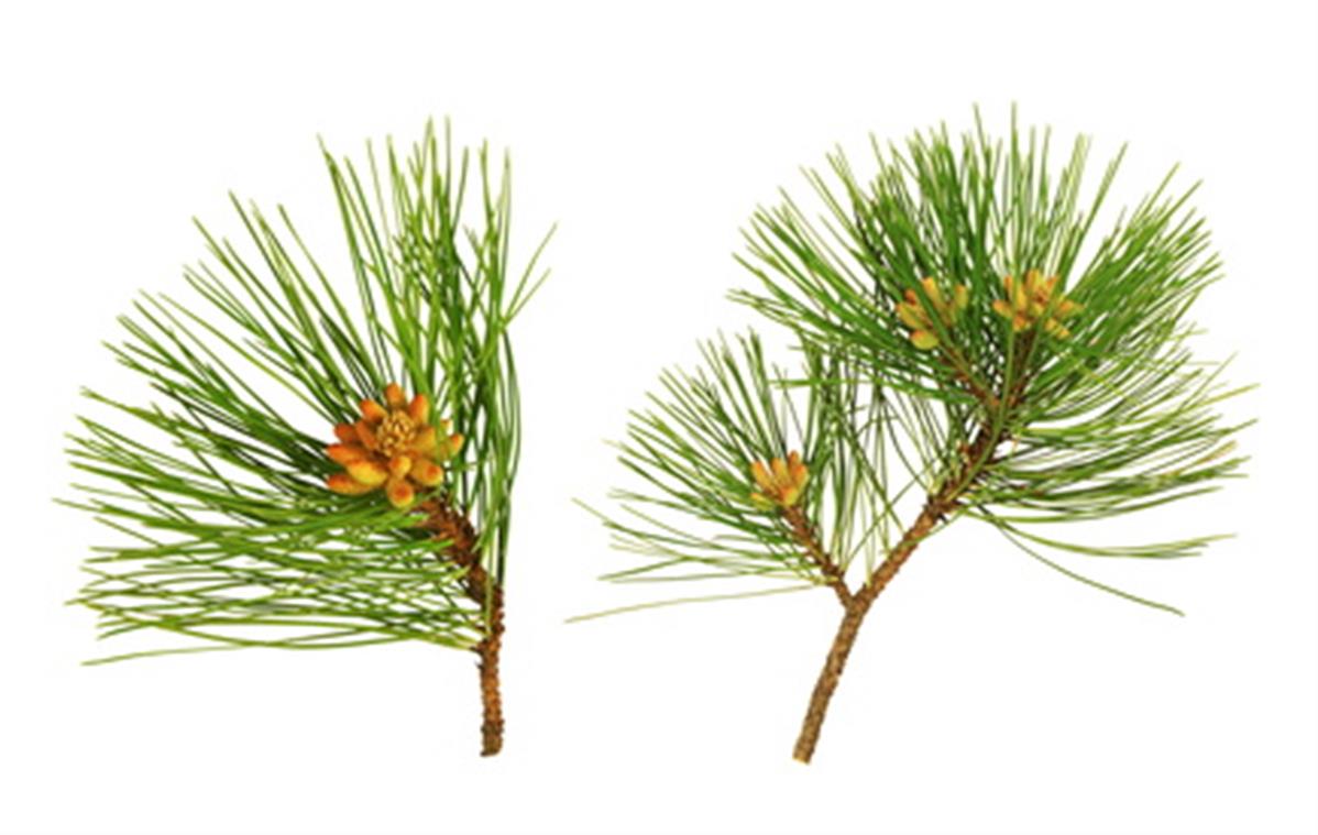 branche de Pin maritime (térébenthine) avec ses fruits