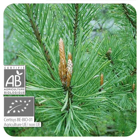branche Pin sylvestre - BIO et ses fruits