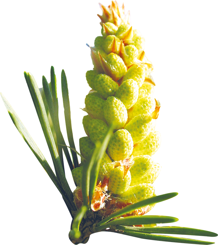 fleur de pin sylvestre