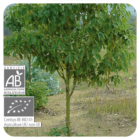 arbre de Ravintsara - BIO