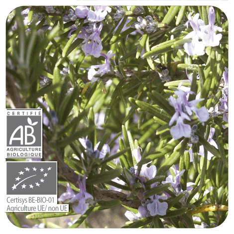 gros plan sur les branches et fleurs de Romarin à camphre - BIO