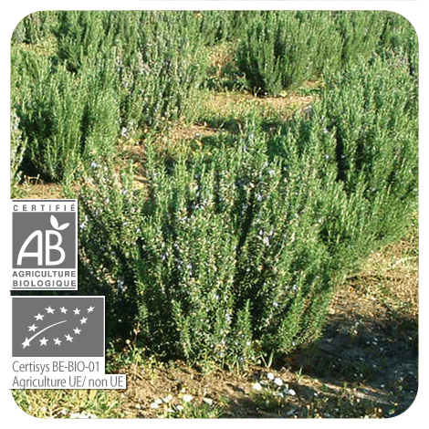 plants de Romarin à cinéole - BIO en fleurs