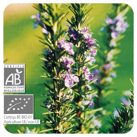 gros plan sur Romarin à verbénone - BIO en fleurs