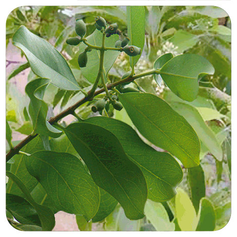 branche de Santal jaune (10% pré-diluée) et ses fruits