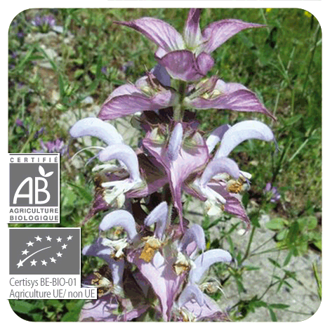 plants en fleurs de Sauge sclarée - BIO