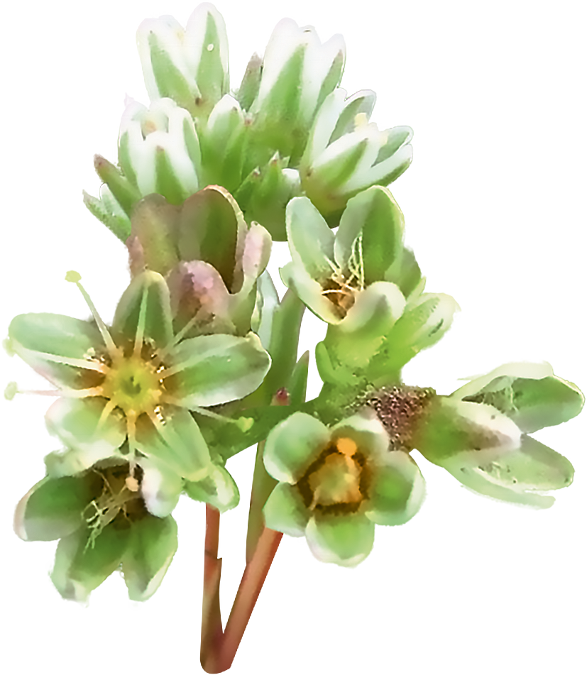 fleurs de sléranthe